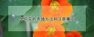 旱荷花的养殖方法和注意事项,第1图