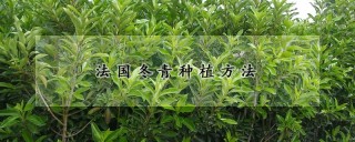 法国冬青种植方法,第1图