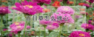 百日草怎么摘心,第1图