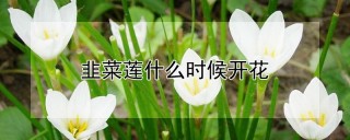 韭菜莲什么时候开花,第1图