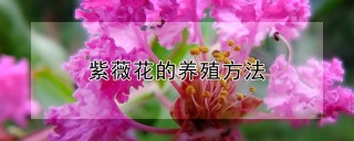 紫薇花的养殖方法,第1图