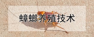 蟑螂养殖技术,第1图