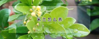 米兰怎么养,第1图