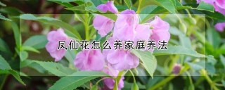 凤仙花怎么养家庭养法,第1图