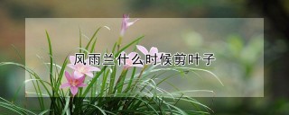 风雨兰什么时候剪叶子,第1图