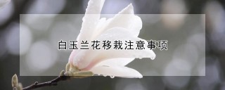 白玉兰花移栽注意事项,第1图