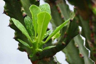 霸王鞭有毒吗，毒性存在于植株的汁液中,第2图