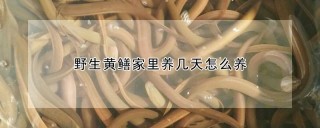 野生黄鳝家里养几天怎么养,第1图