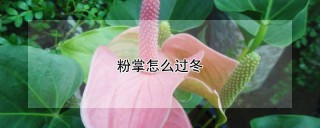 粉掌怎么过冬,第1图