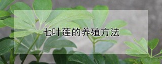 七叶莲的养殖方法,第1图