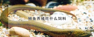 鳝鱼养殖吃什么饲料,第1图