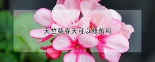 天竺葵春天可以修剪吗,第1图