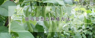 斑马豆怎么种植方法,第1图