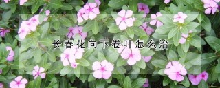 长春花向下卷叶怎么治,第1图