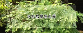 水杉盆景怎么养,第1图