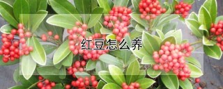 红豆怎么养,第1图