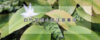 白竹芋怎么养注意事项,第1图