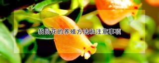 袋鼠花的养殖方法和注意事项,第1图