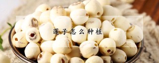 莲子怎么种植,第1图