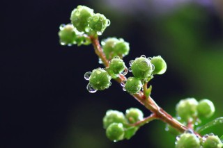 紫薇花枝条怎么水培,第2图