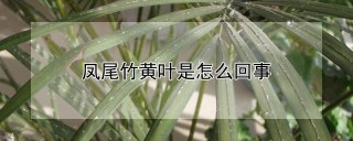 凤尾竹黄叶是怎么回事,第1图