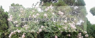 紫薇树为什么光长叶子不开花,第1图