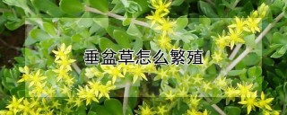 垂盆草怎么繁殖,第1图