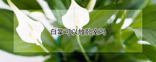 白掌可以放卧室吗,第1图