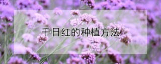 千日红的种植方法,第1图