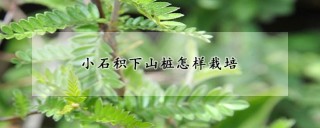 小石积下山桩怎样栽培,第1图