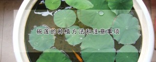 碗莲的种植方法和注意事项,第1图