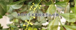 米兰叶子发黄脱落怎么补救,第1图