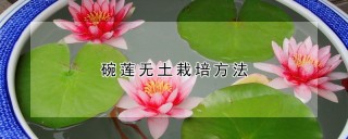 碗莲无土栽培方法,第1图