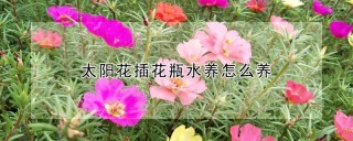 太阳花插花瓶水养怎么养,第1图