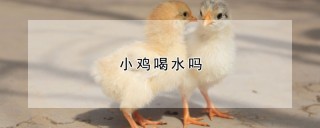 小鸡喝水吗,第1图