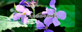 二月兰需要年年种吗,第1图