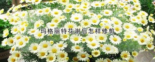 玛格丽特花谢后怎样修剪,第1图