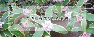 金边瑞香花期怎么养护,第1图