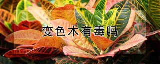 变色木有毒吗,第1图