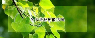 冬天栽杨树能活吗,第1图