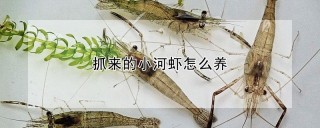 抓来的小河虾怎么养,第1图