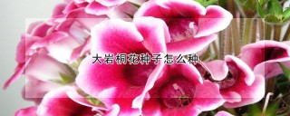 大岩桐花种子怎么种,第1图