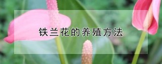 铁兰花的养殖方法,第1图