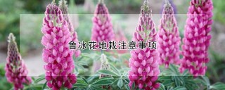 鲁冰花地栽注意事项,第1图