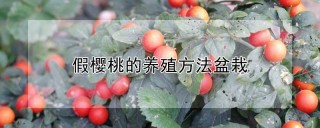 假樱桃的养殖方法盆栽,第1图