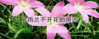 风雨兰不开花的原因,第1图