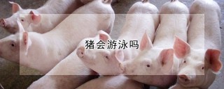 猪会游泳吗,第1图