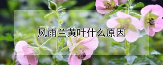 风雨兰黄叶什么原因,第1图