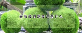 养海藻球需要注意什么,第1图