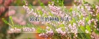 欧石兰的种植方法,第1图